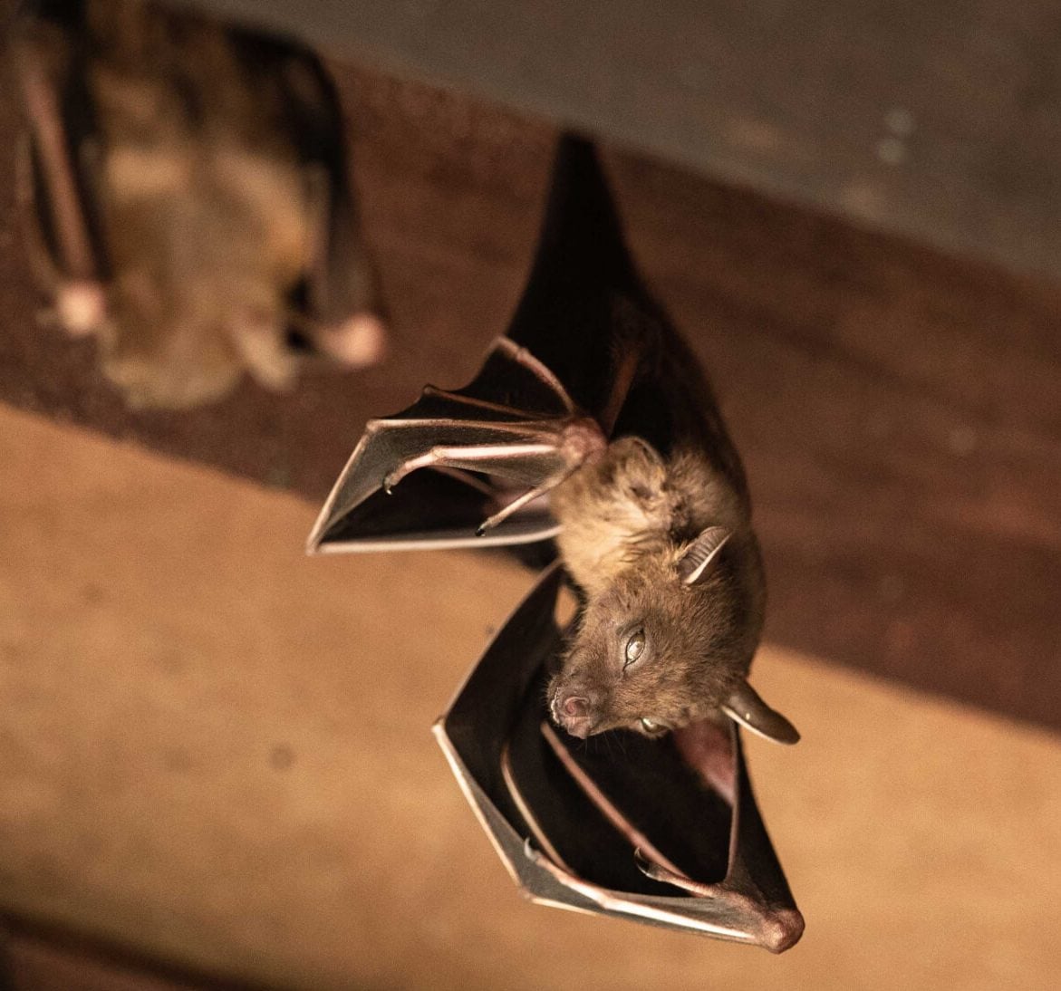 Expert bat removal services for a safe and humane solution in Portland